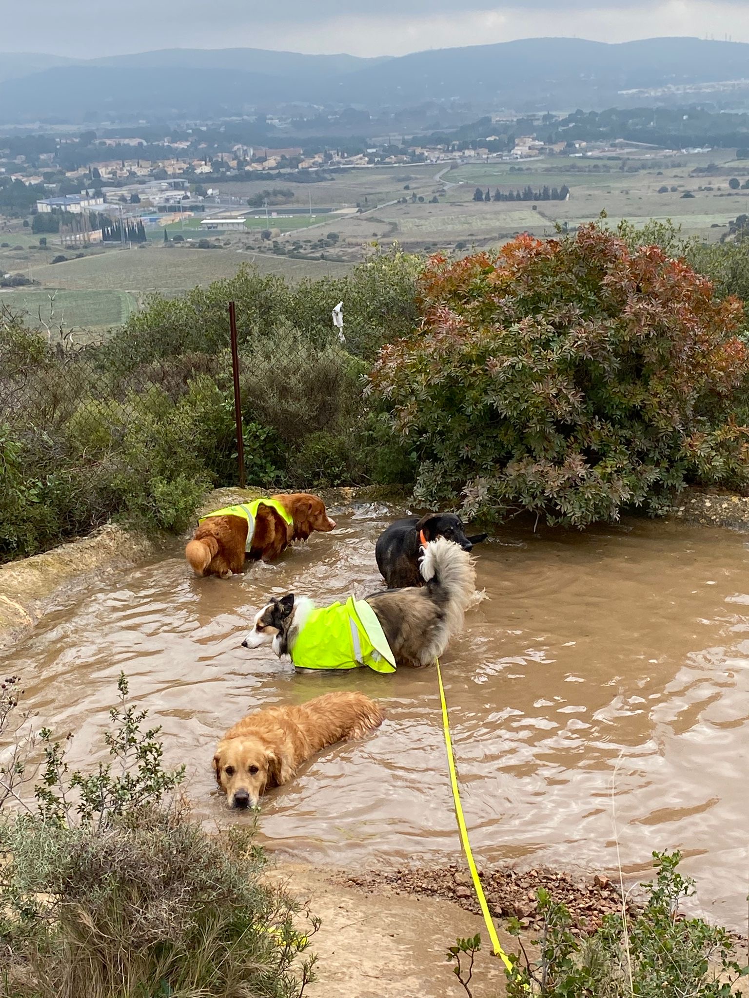 HAPPY DOGS Pension Canine Familiale sans Box — photo