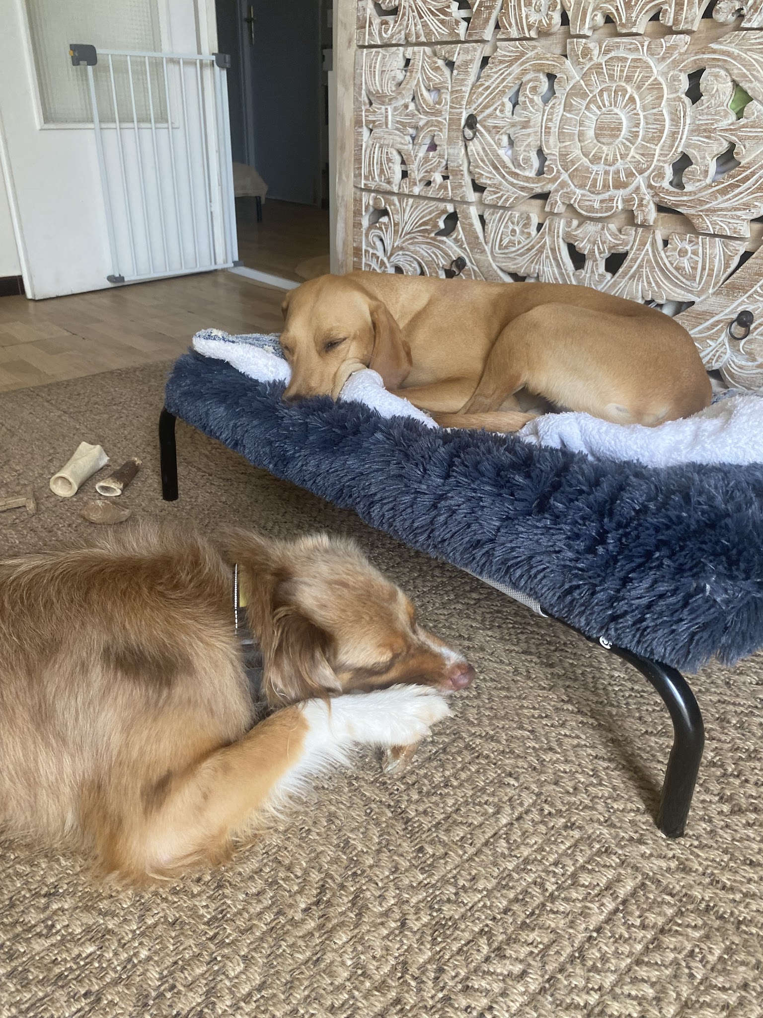 HAPPY DOGS Pension Canine Familiale sans Box — photo