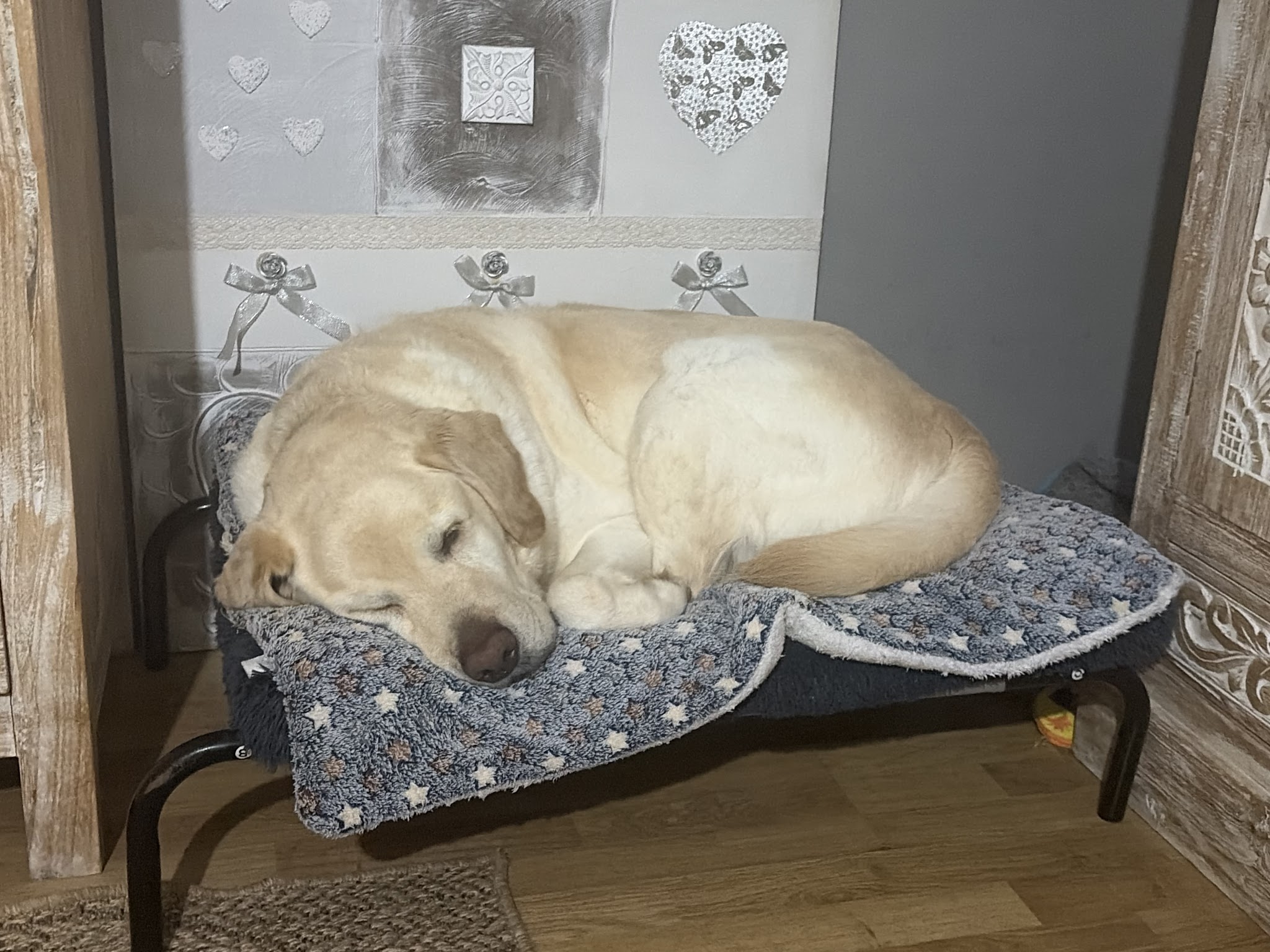 HAPPY DOGS Pension Canine Familiale sans Box — photo