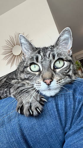 Pause'Pattounes - Pet Sitter chiens, chats, lapins