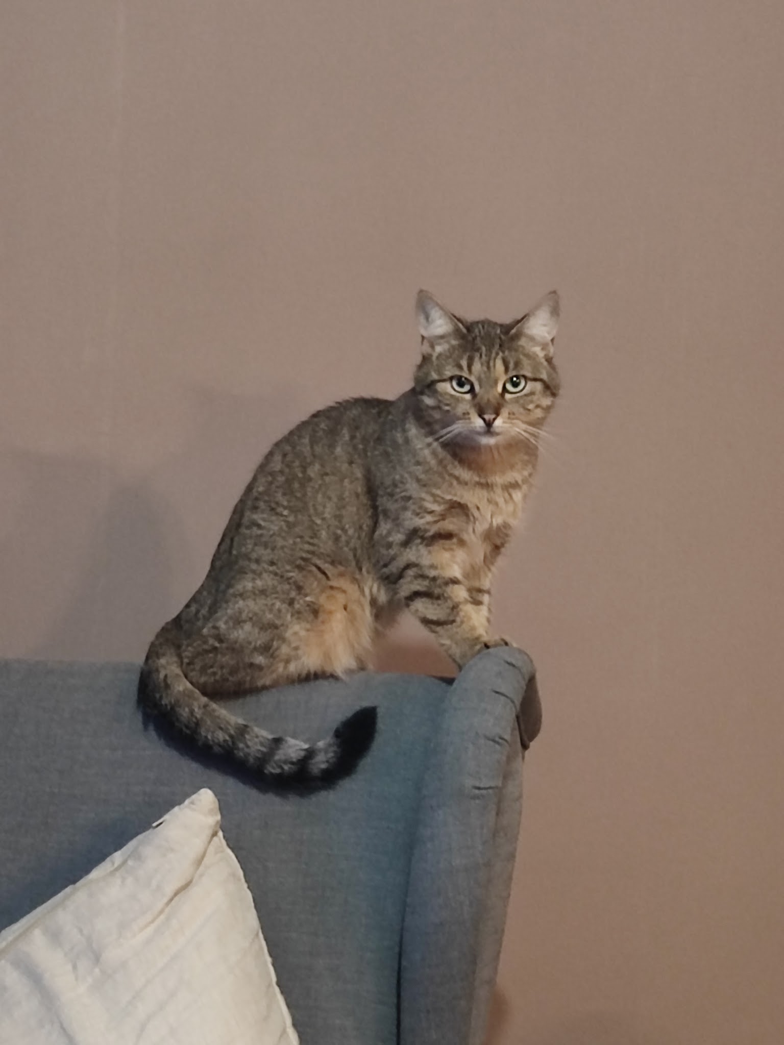 Pet Sitter of Lady White — photo