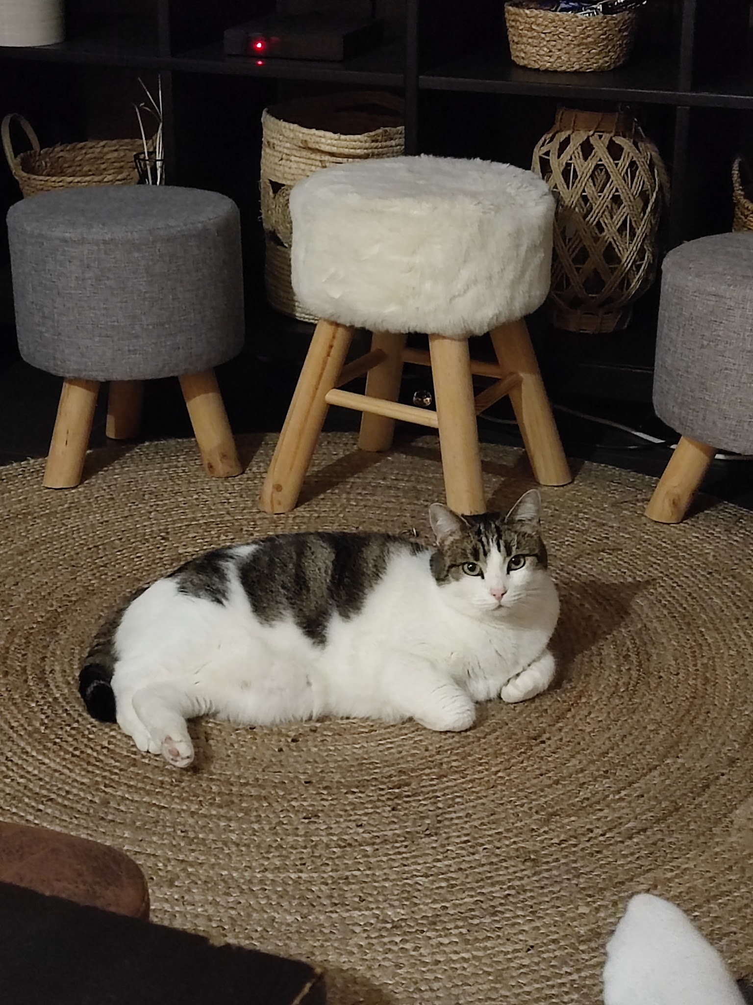 Pet Sitter of Lady White — photo