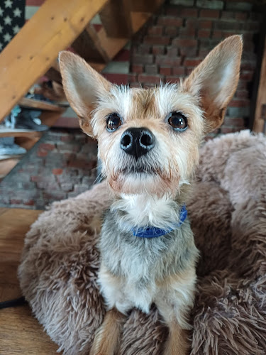 Garde d'Animaux Dunkerque Sabrina