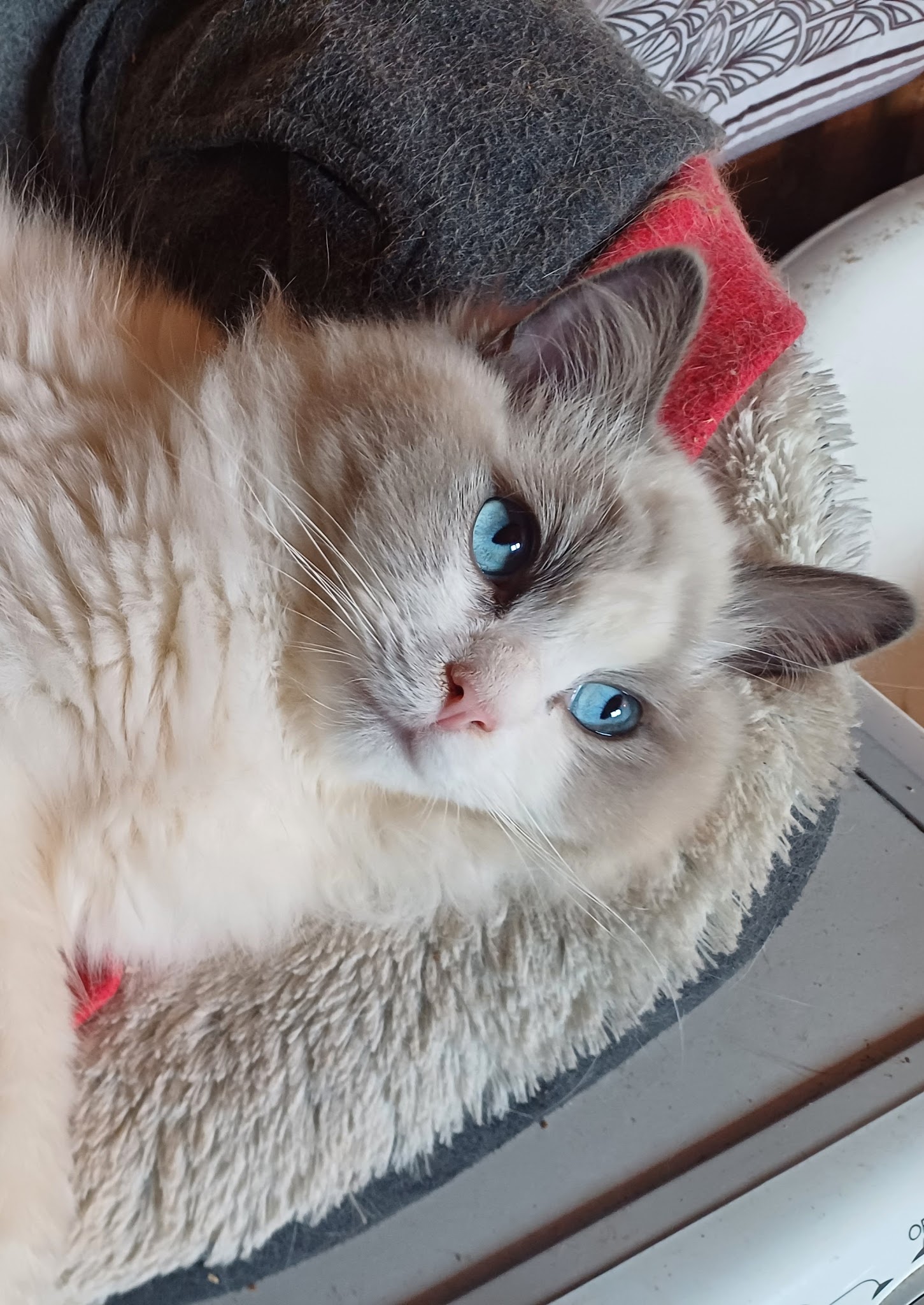 Garde d'Animaux Dunkerque Sabrina — photo
