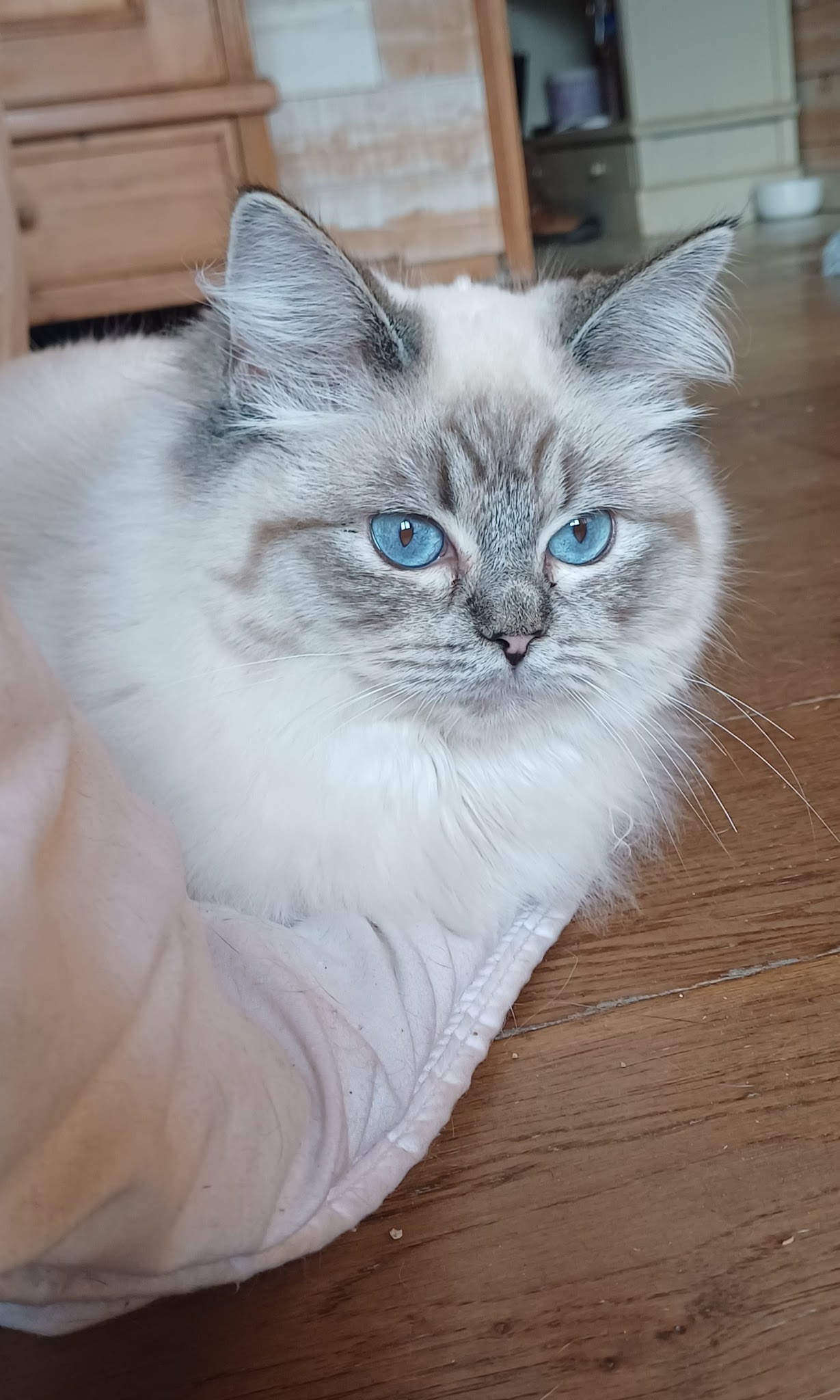 Garde d'Animaux Dunkerque Sabrina — photo