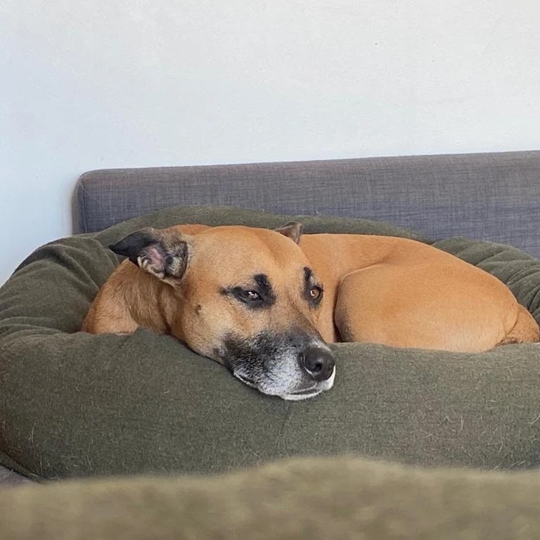 Amitié Canine — photo
