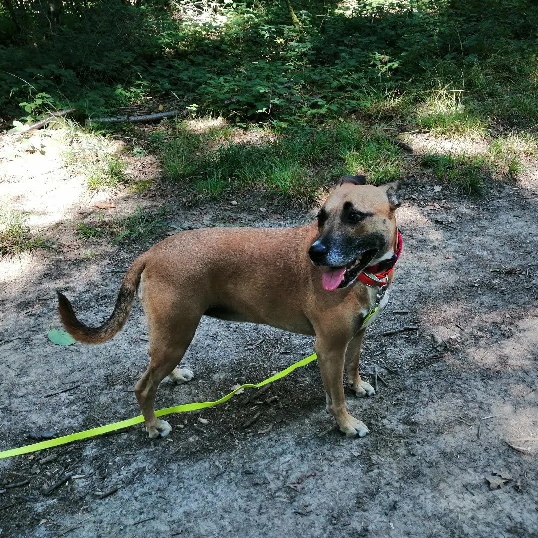 Amitié Canine — photo