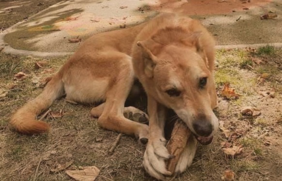 Amitié Canine — photo