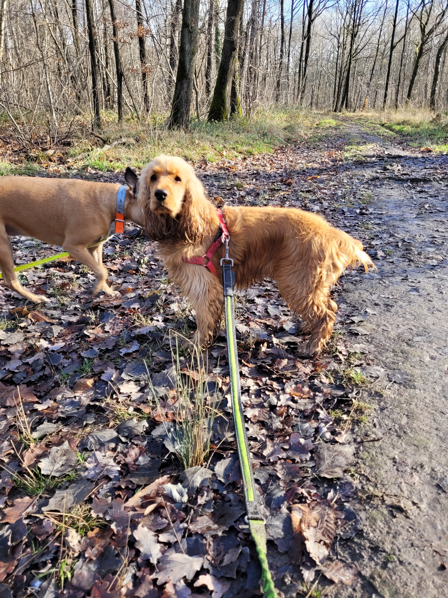 Amitié Canine