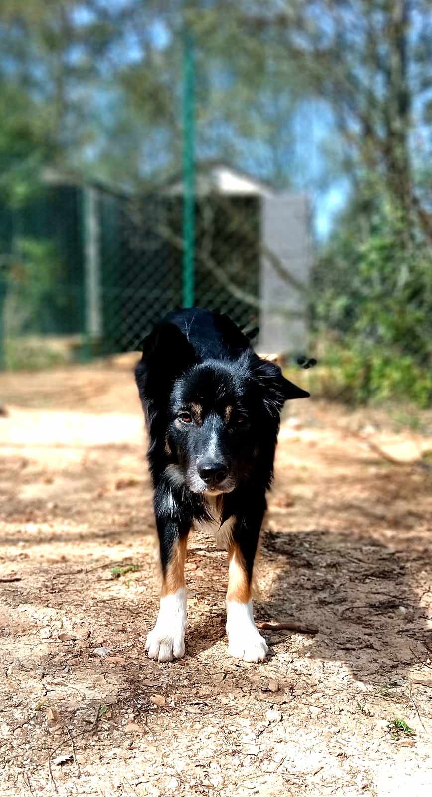 L'Escapatte - Pension et Pet-Sitting — photo
