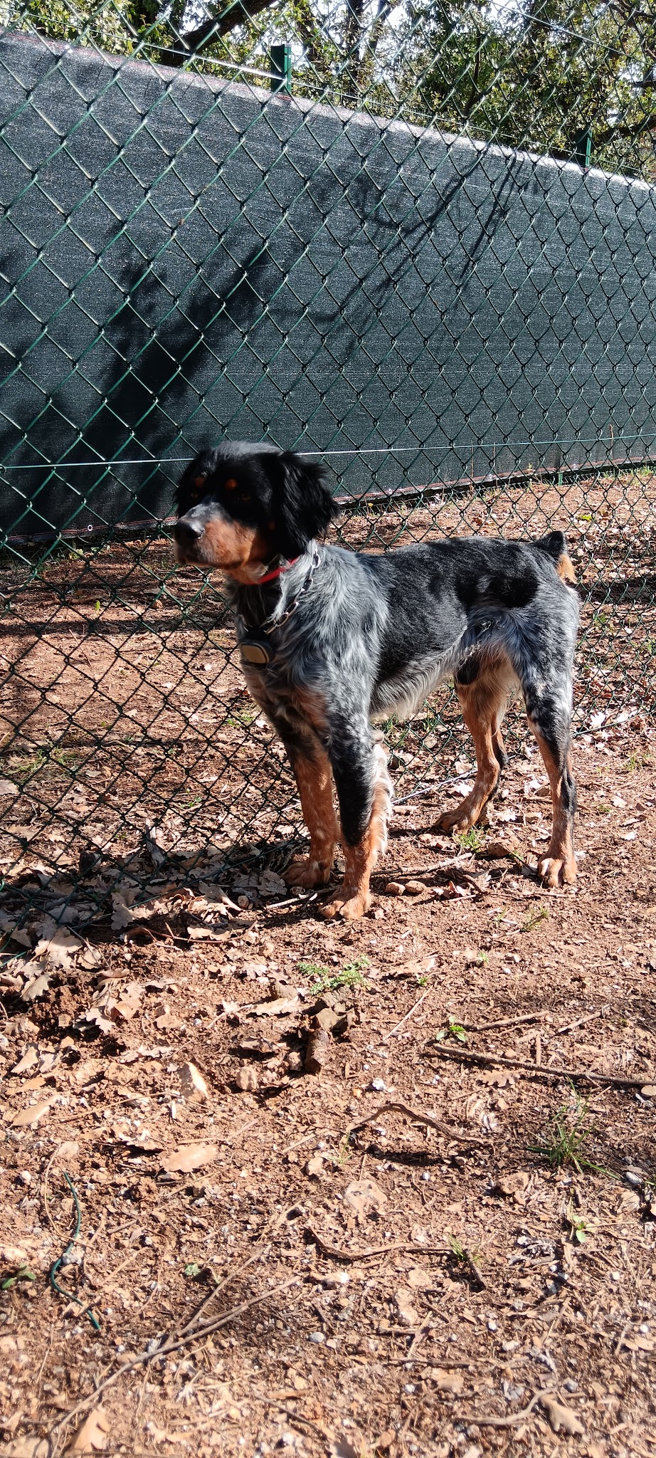 L'Escapatte - Pension et Pet-Sitting — photo