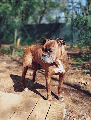 L'Escapatte - Pension et Pet-Sitting