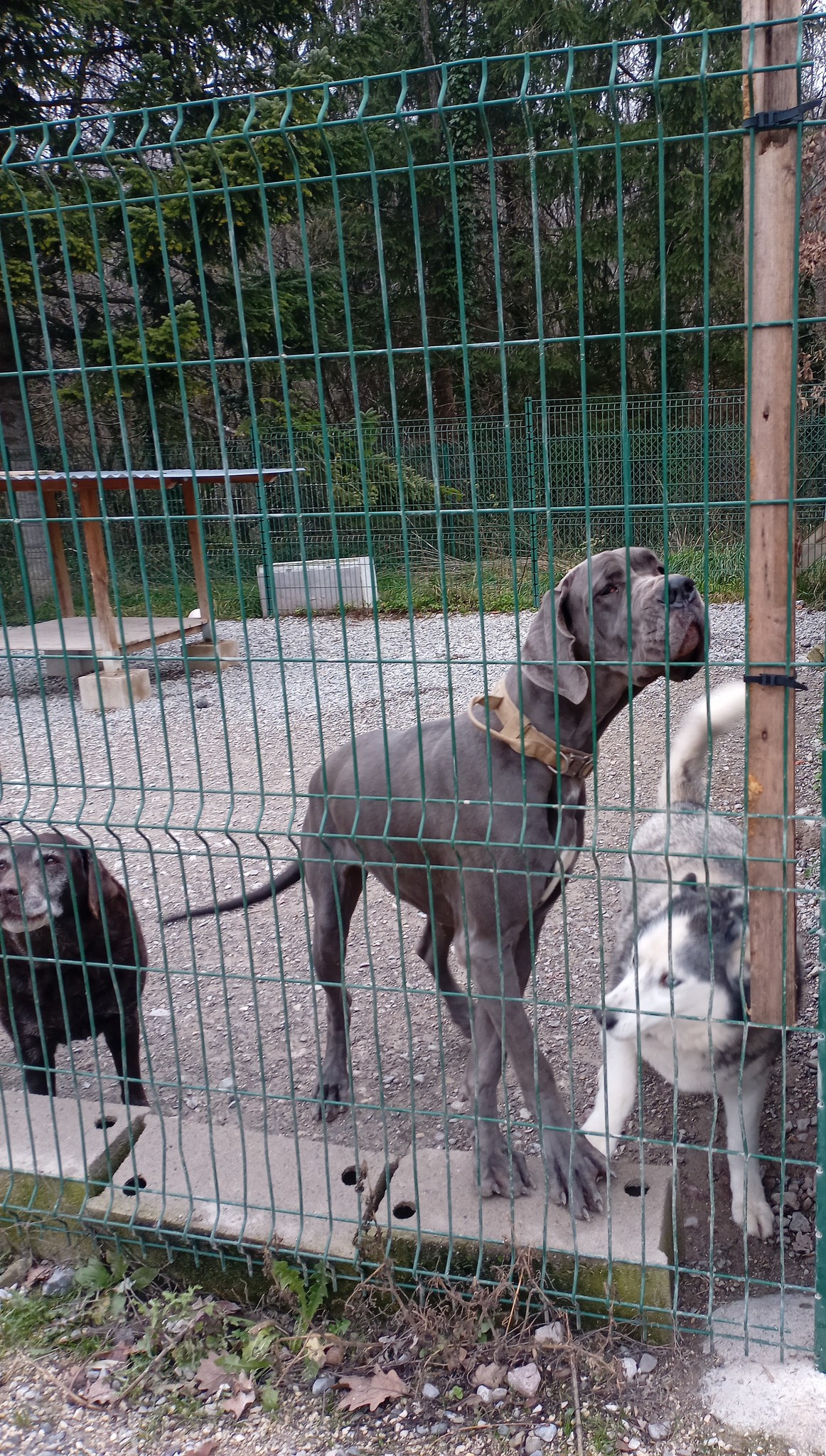 Pension Canine "Le Toutous Ranch" — photo
