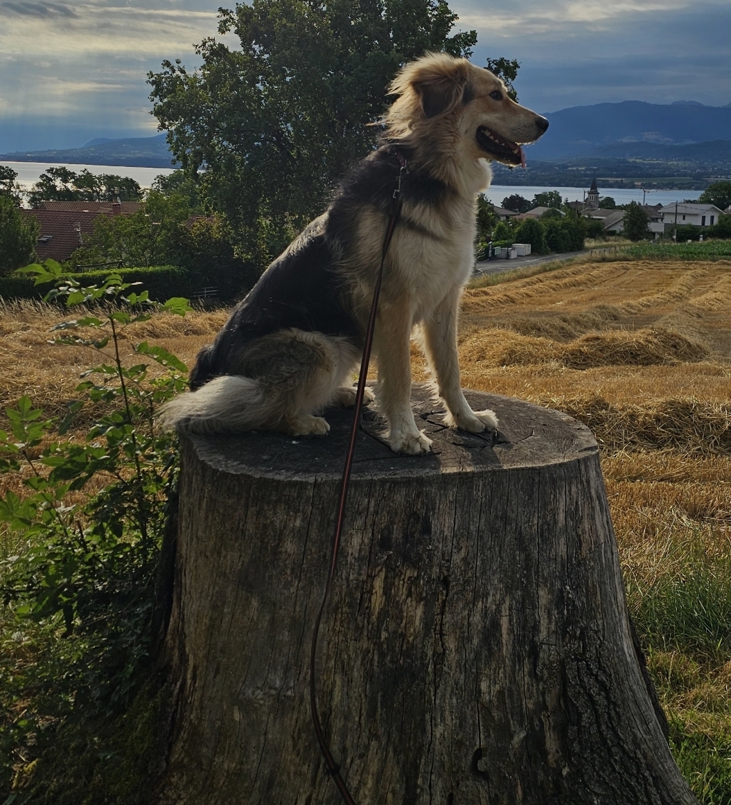 Pension Canine "Le Toutous Ranch"