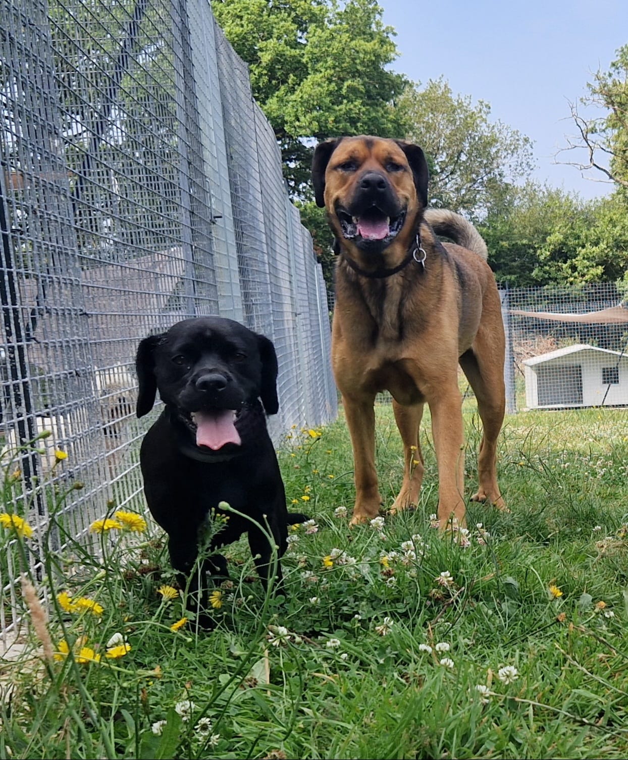 Domaine de Ruby Pension canine et féline — photo
