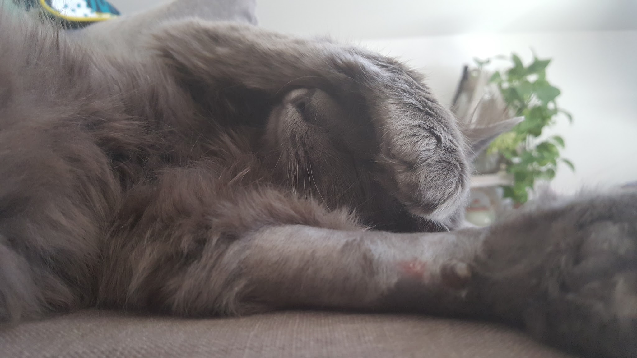 Pet'Spot — photo