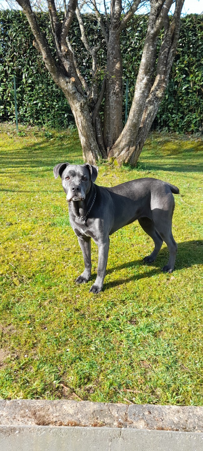 Centre Canin le Brin de Folie d'EASY — photo