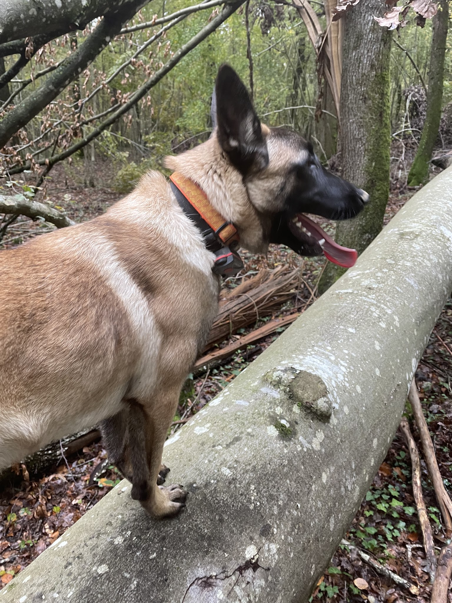 Centre Canin le Brin de Folie d'EASY — photo