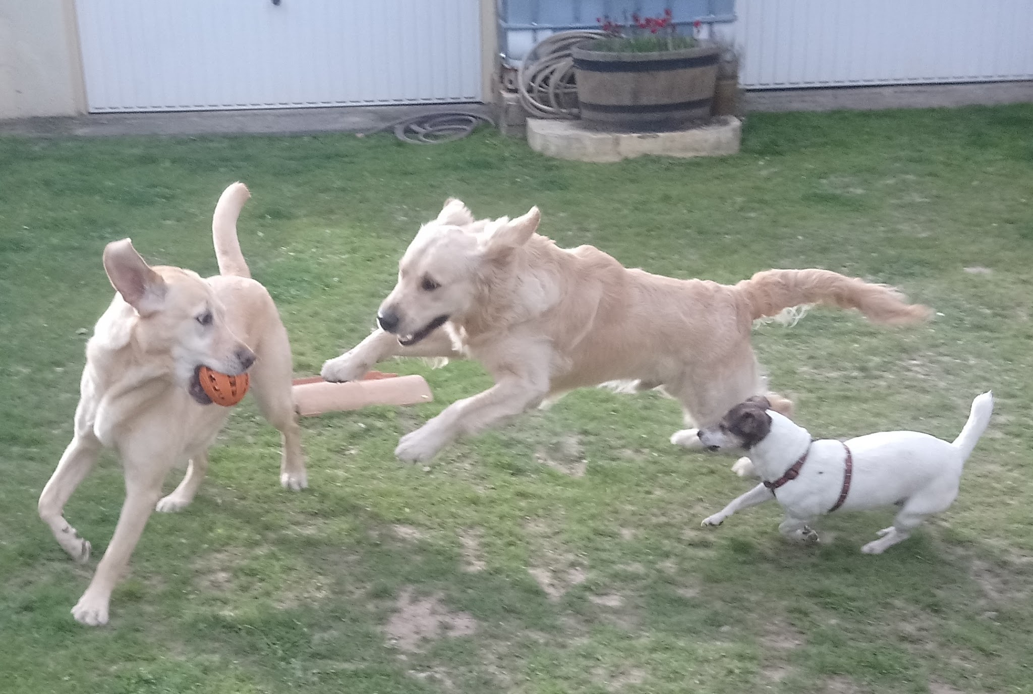 Hôtellerie Kaline - Pension Familiale pour Chats et Chiens ; Visites à domicile pour Chats — photo