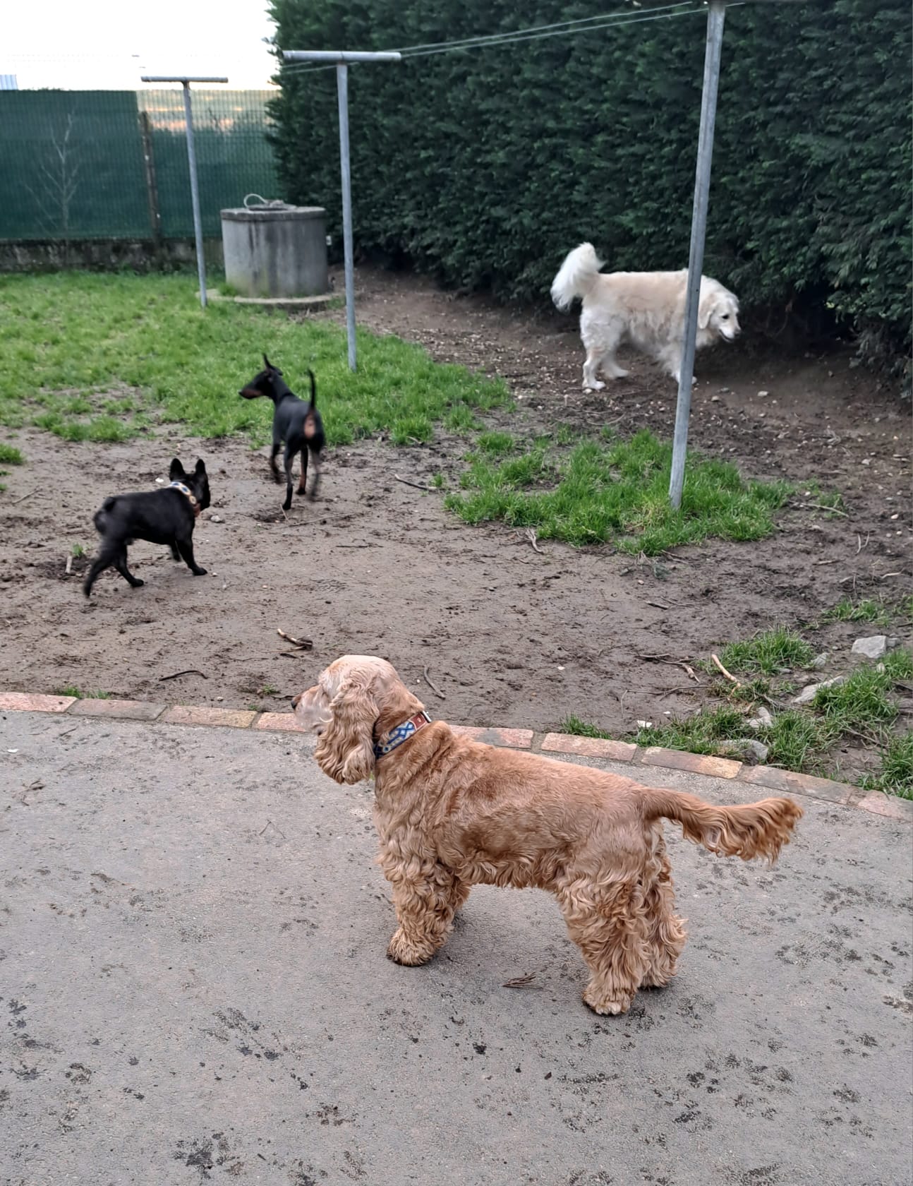 Hôtellerie Kaline - Pension Familiale pour Chats et Chiens ; Visites à domicile pour Chats — photo