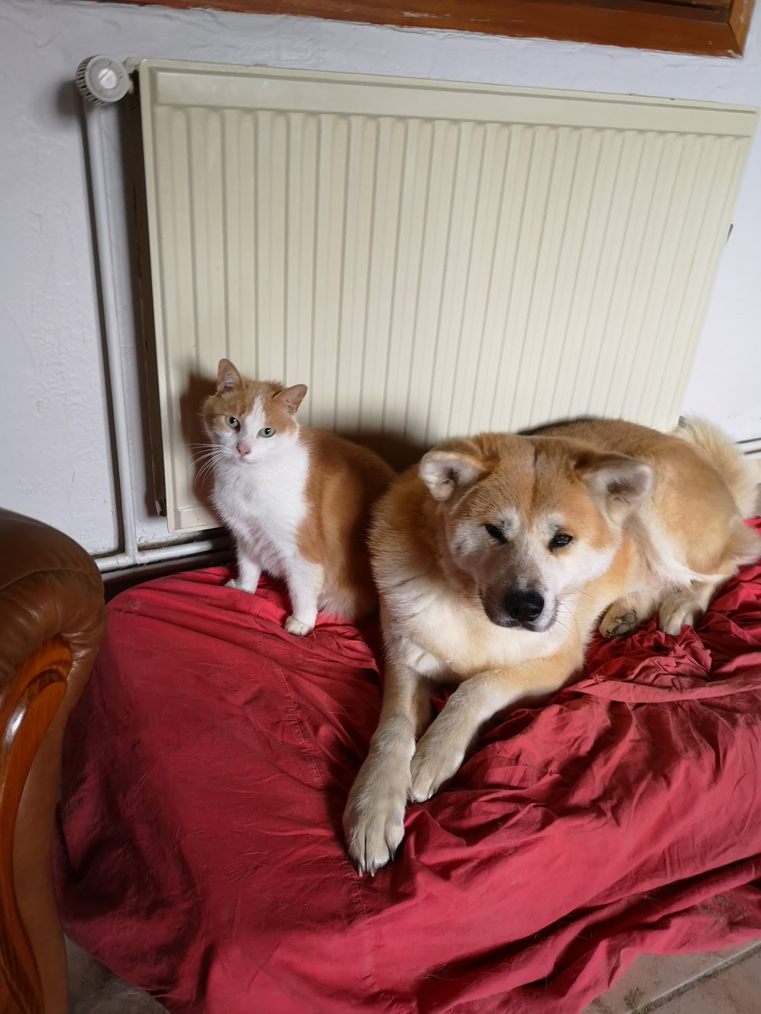 Coeur Sur Pattes — photo