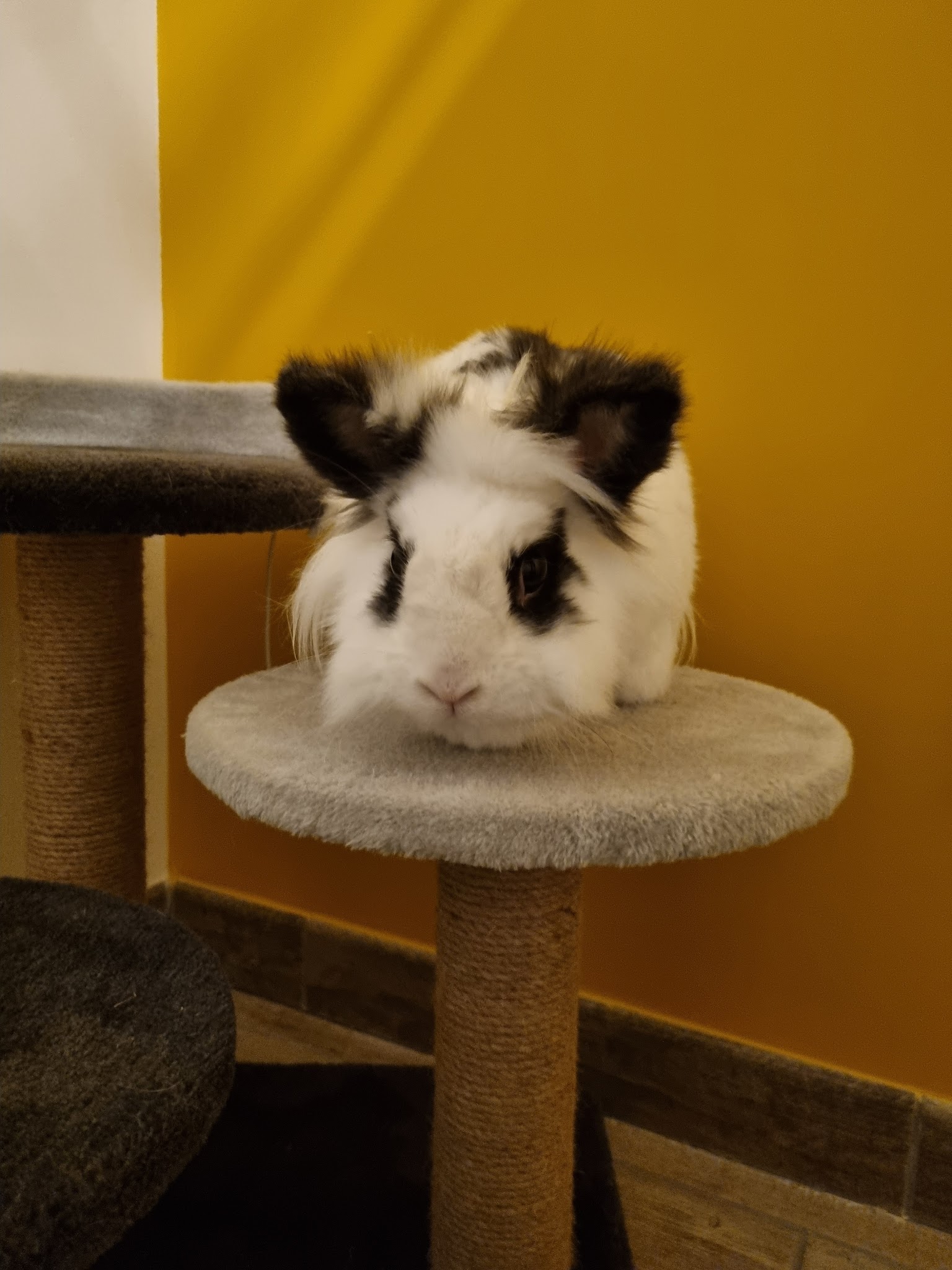 Dobby sitting — photo