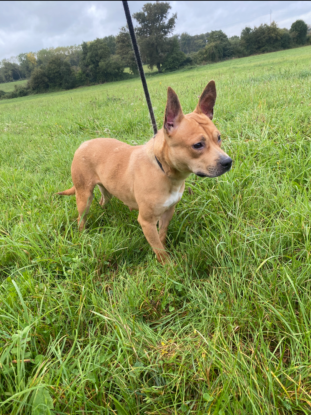 Pension canine/Elevage Du Domaine des Vicogne — photo