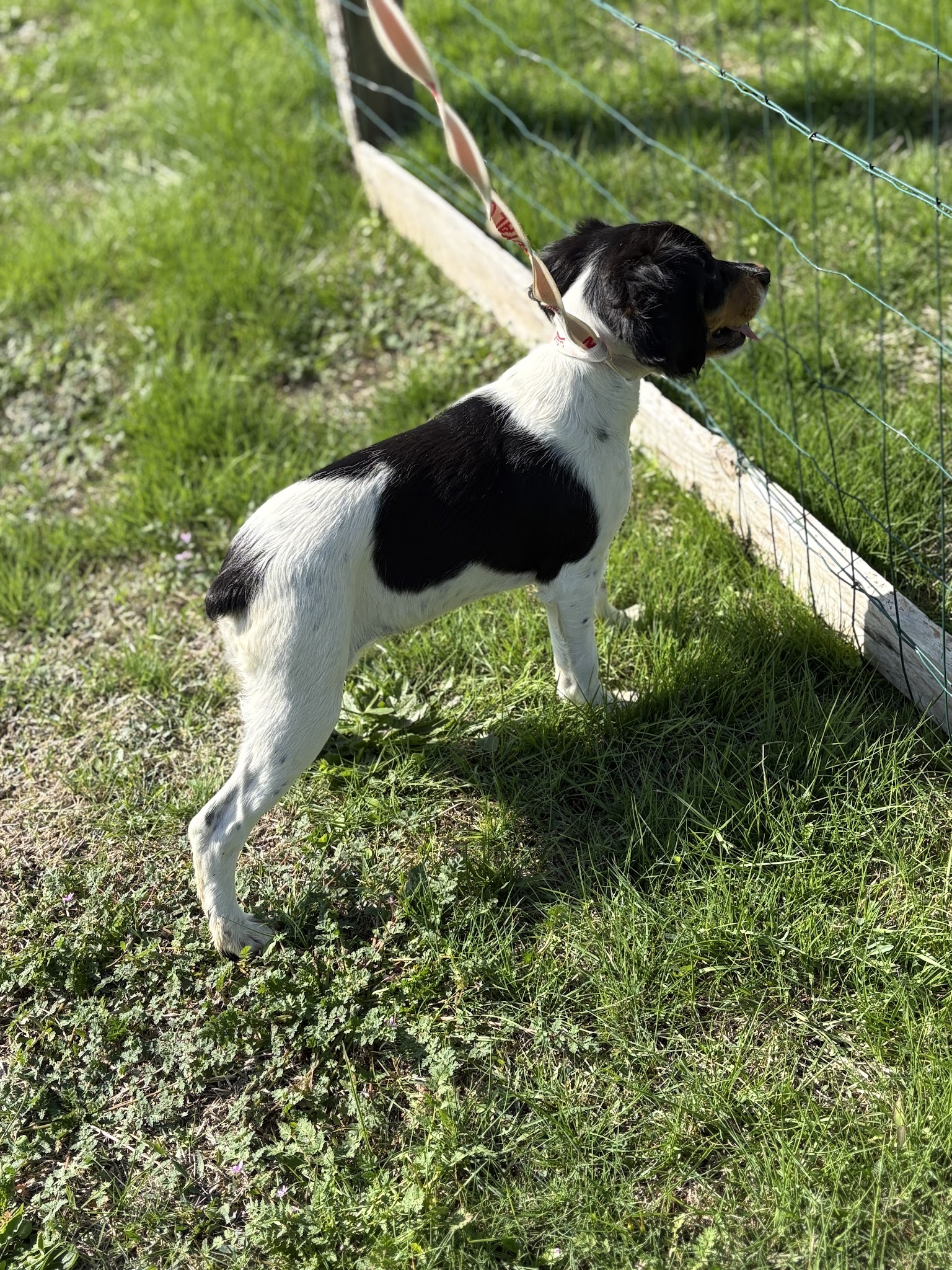 Pension canine/Elevage Du Domaine des Vicogne — photo