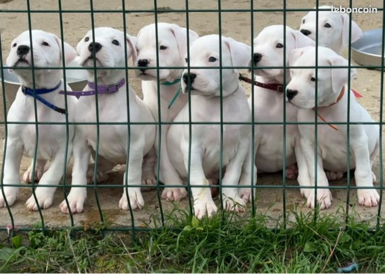 Pension canine/Elevage Du Domaine des Vicogne