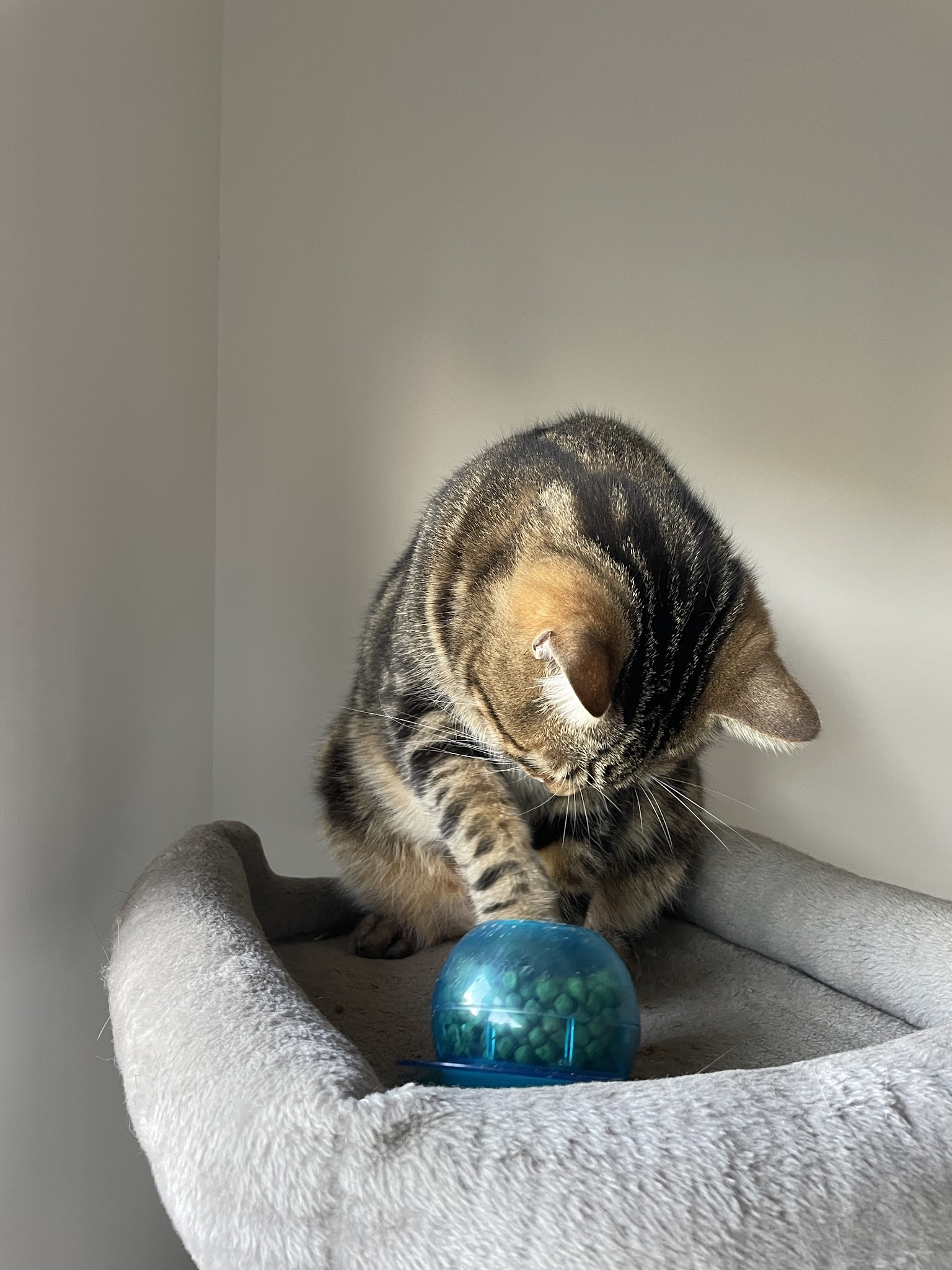 Comme à la Maison - Petsitting