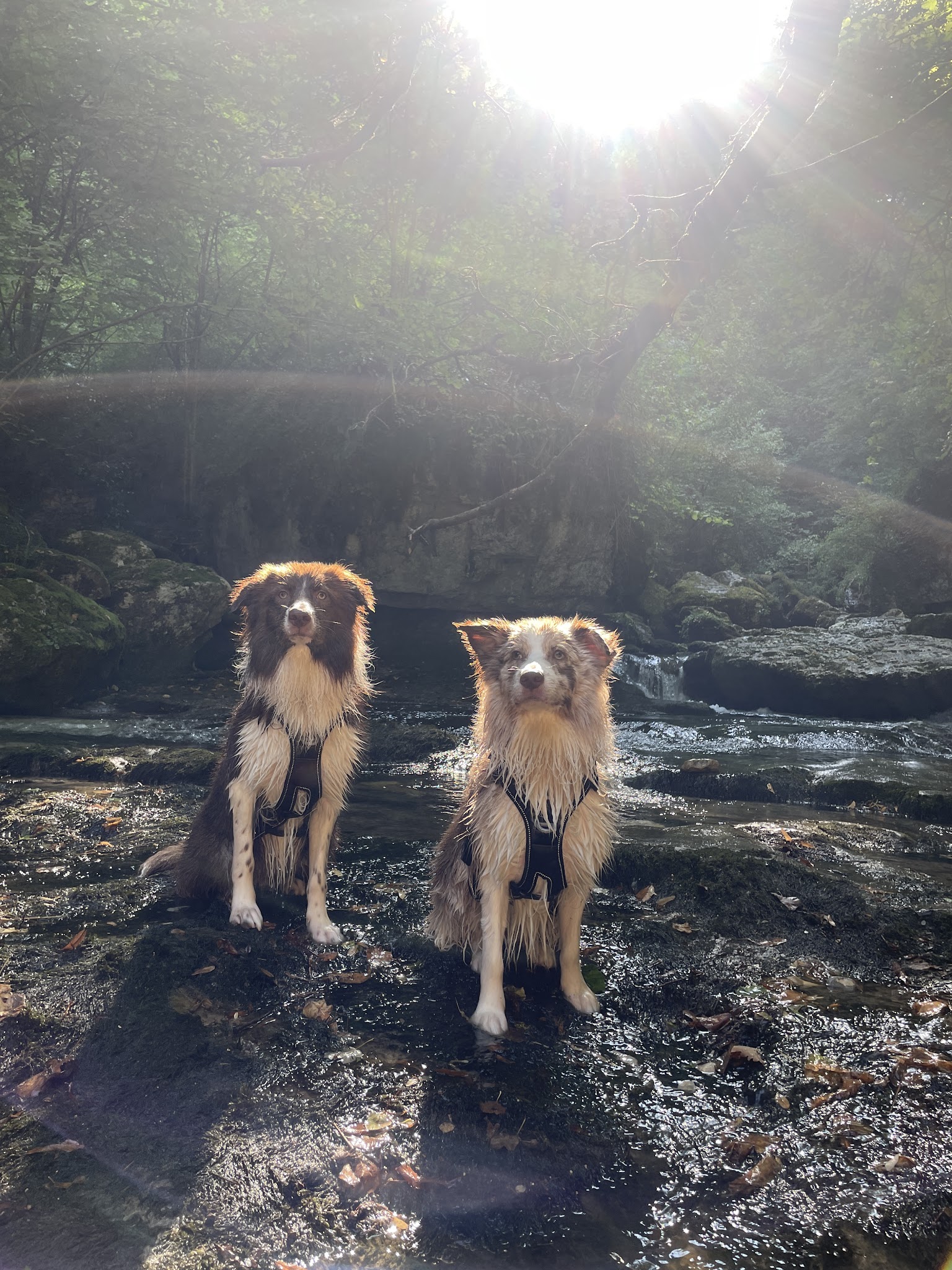 Comme à la Maison - Petsitting — photo