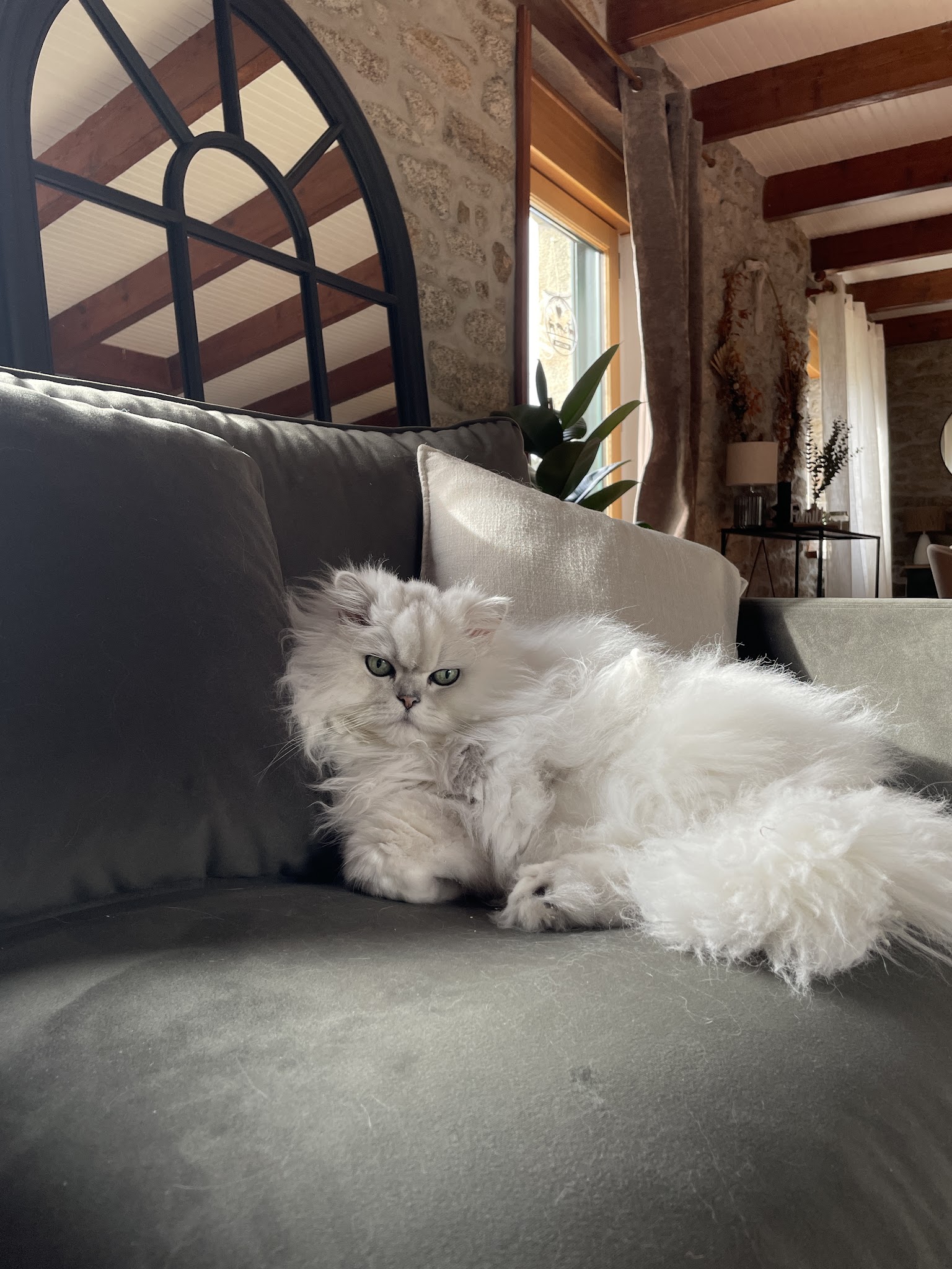 Comme à la Maison - Petsitting — photo