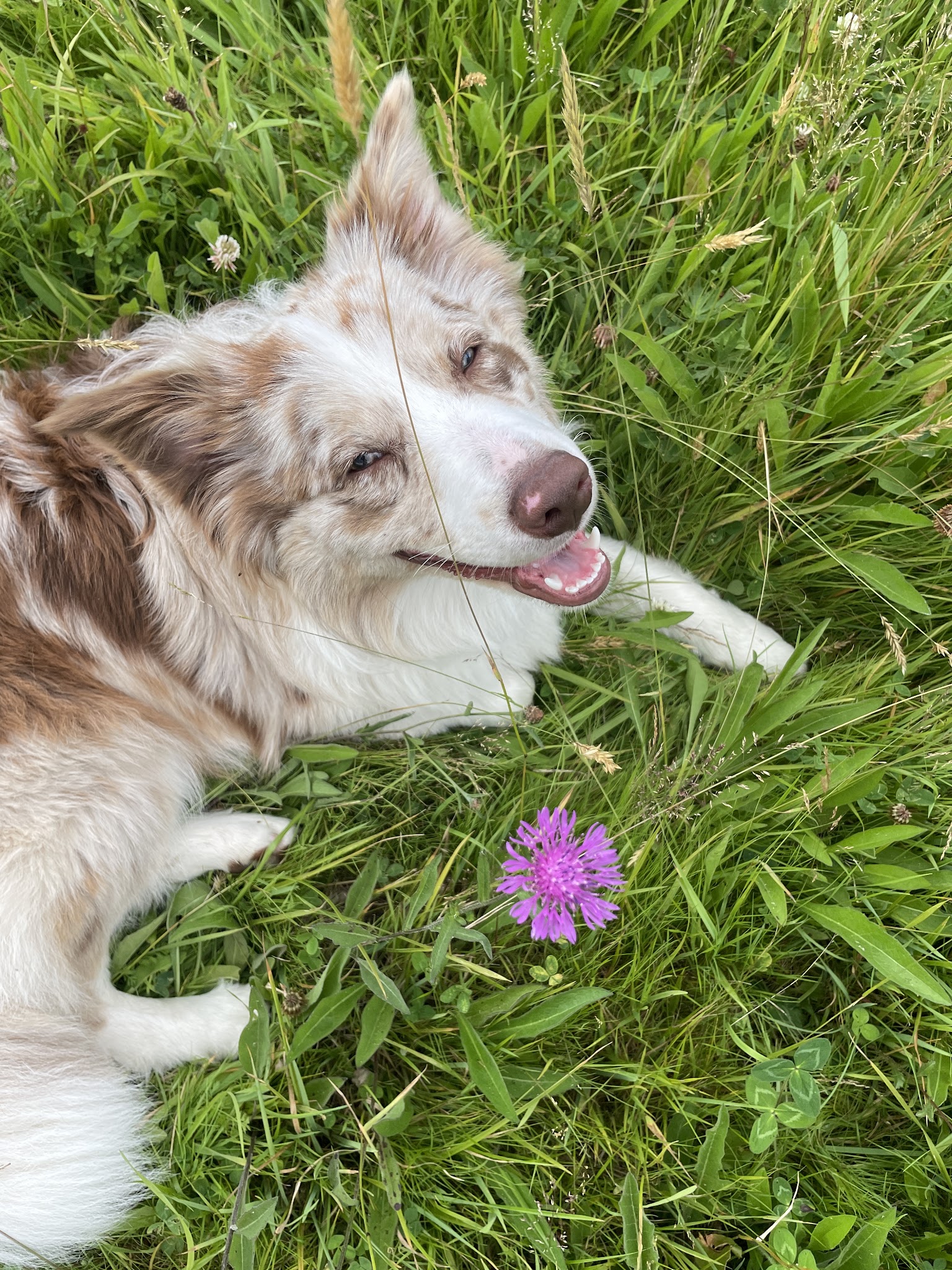 Comme à la Maison - Petsitting — photo