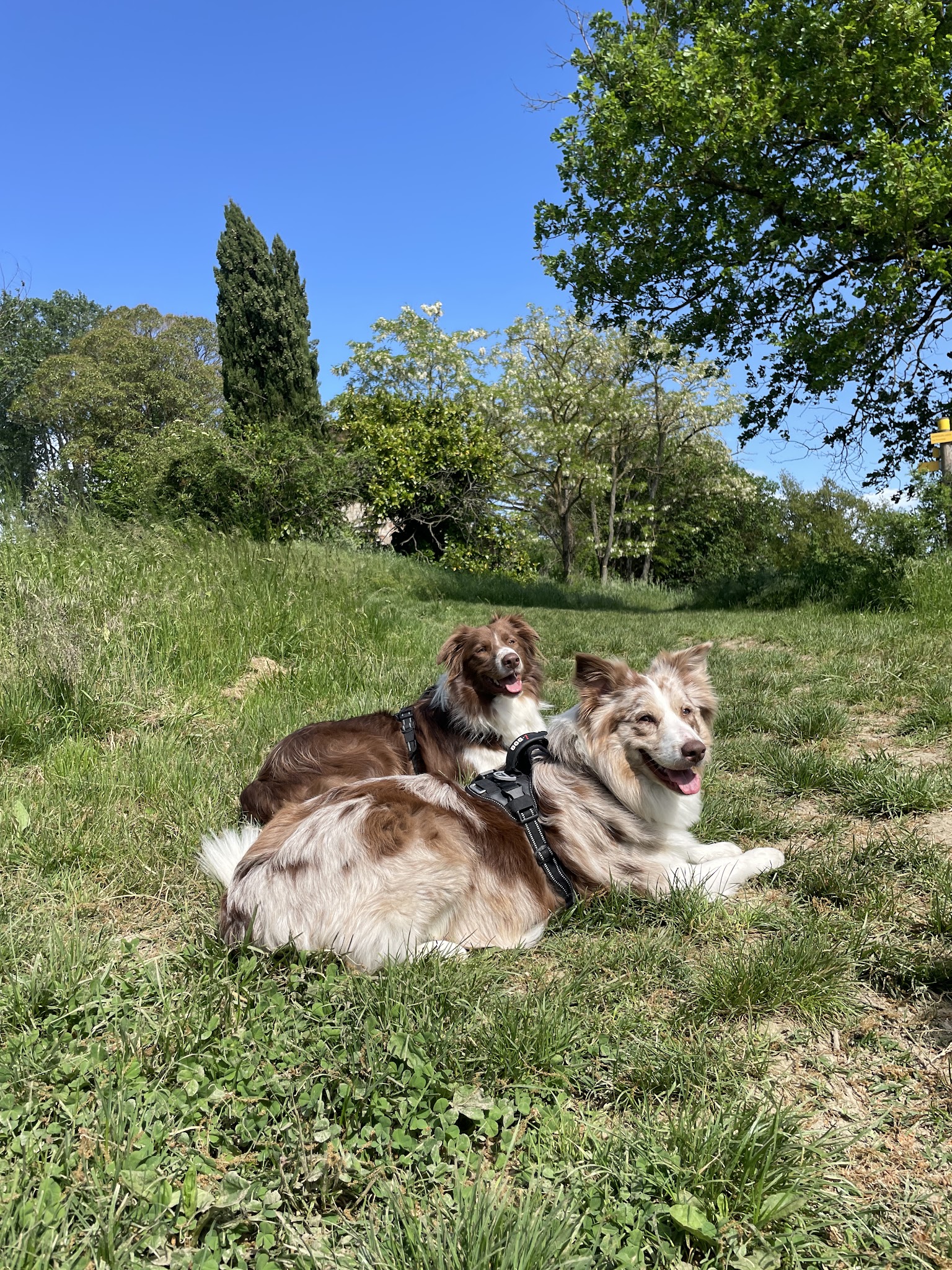 Comme à la Maison - Petsitting — photo