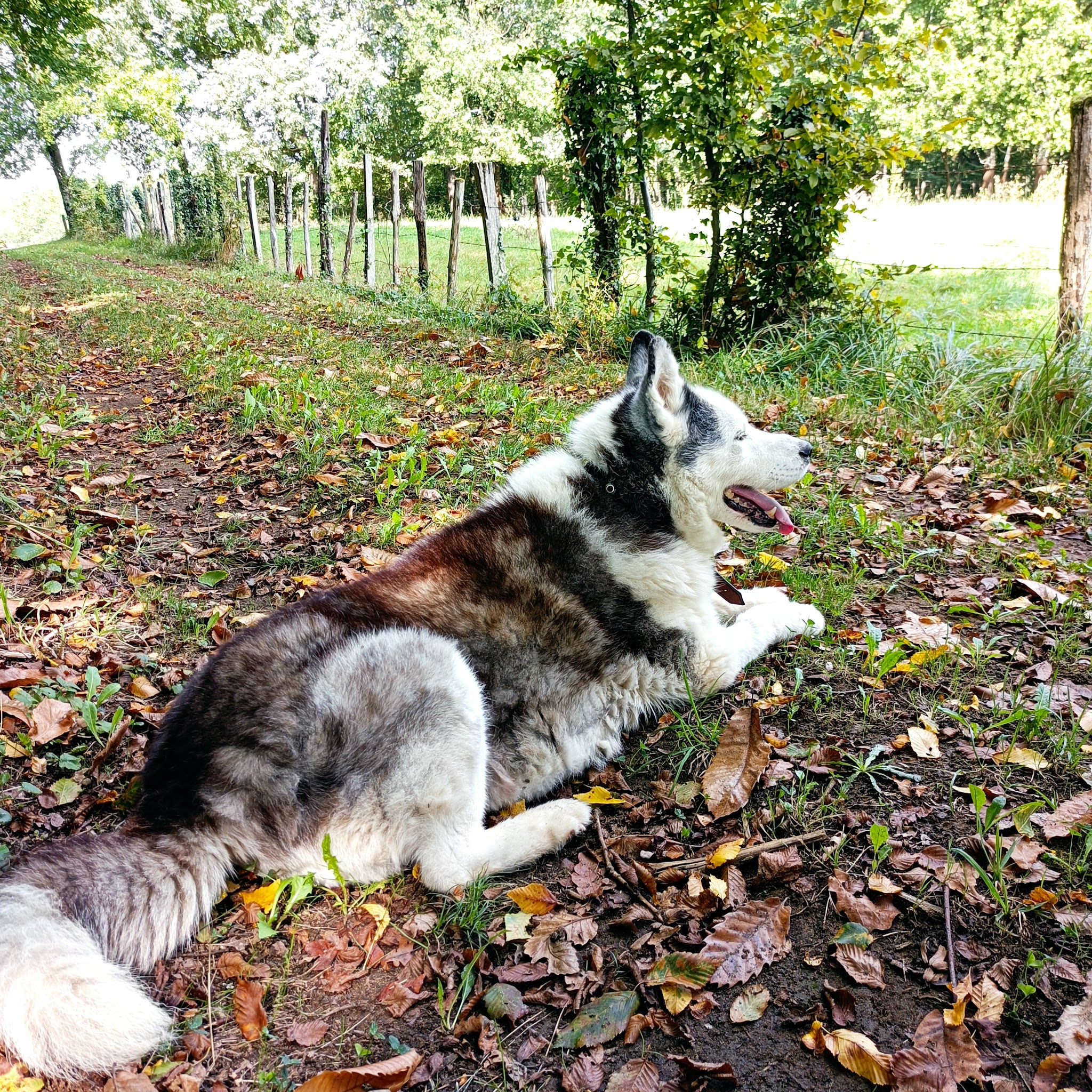 Sophie & Compagnie — photo