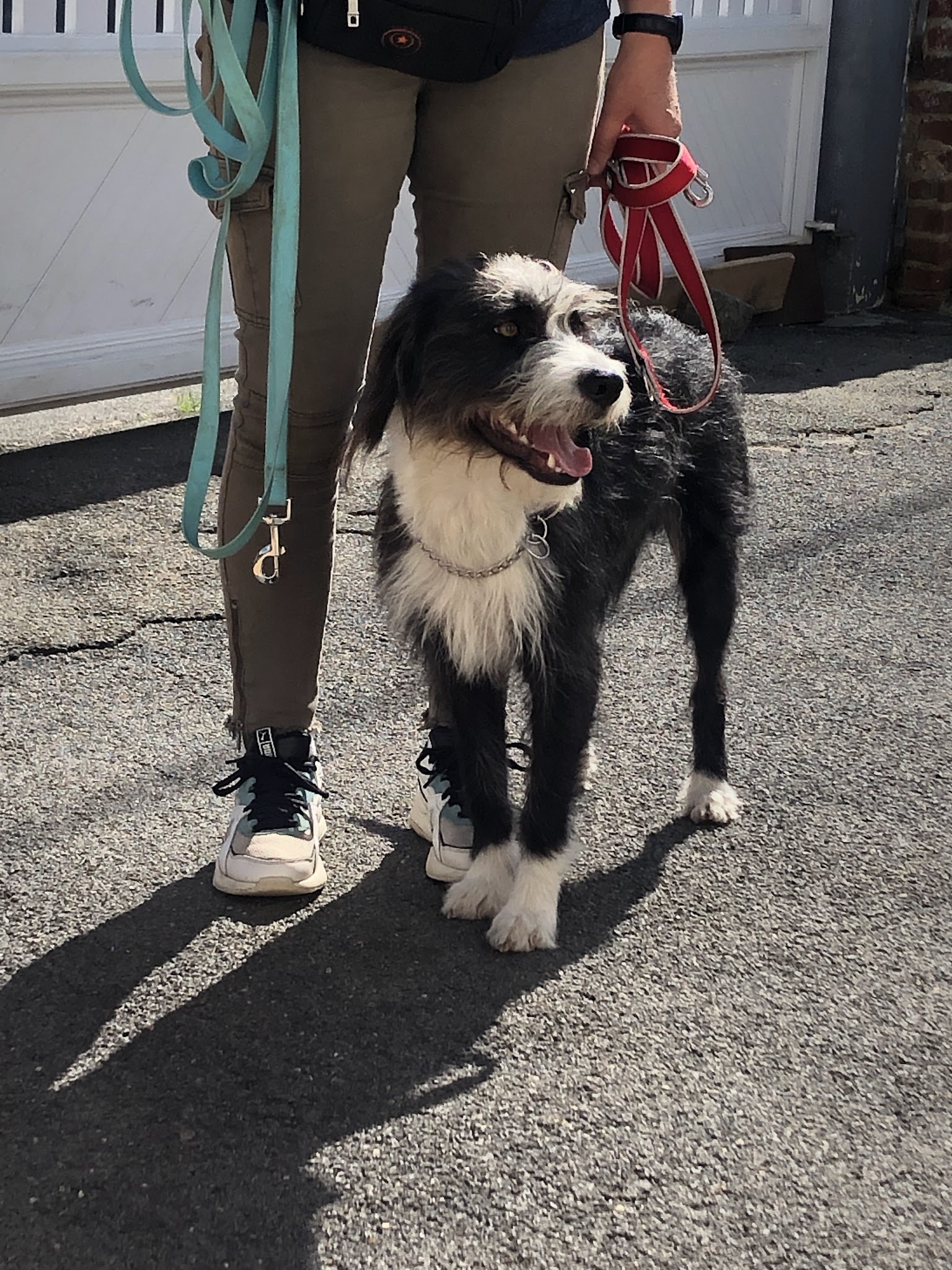 Domaine de la Lumière de Tyché : Education canine (chiots et adultes) - Agility et Dog Dancing - Elevage — photo