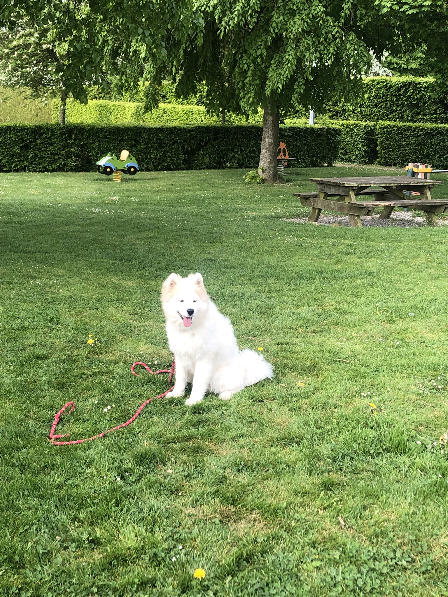 Domaine de la Lumière de Tyché : Education canine (chiots et adultes) - Agility et Dog Dancing - Elevage — photo