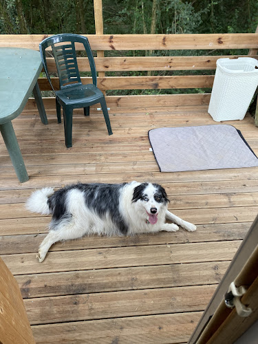 Au chien savant pension canine