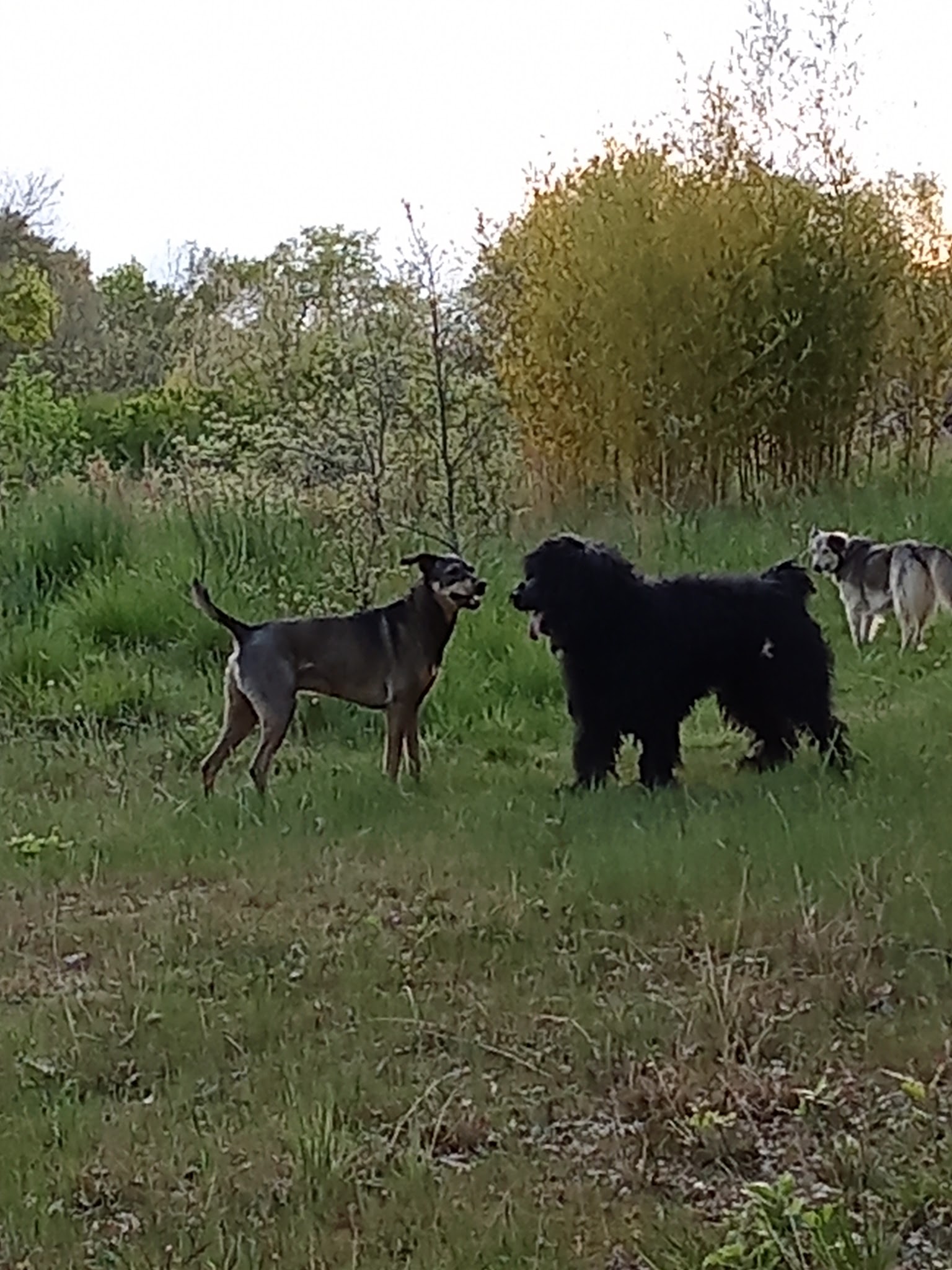 Au chien savant pension canine — photo