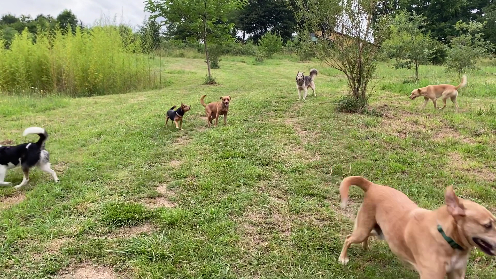 Au chien savant pension canine — photo