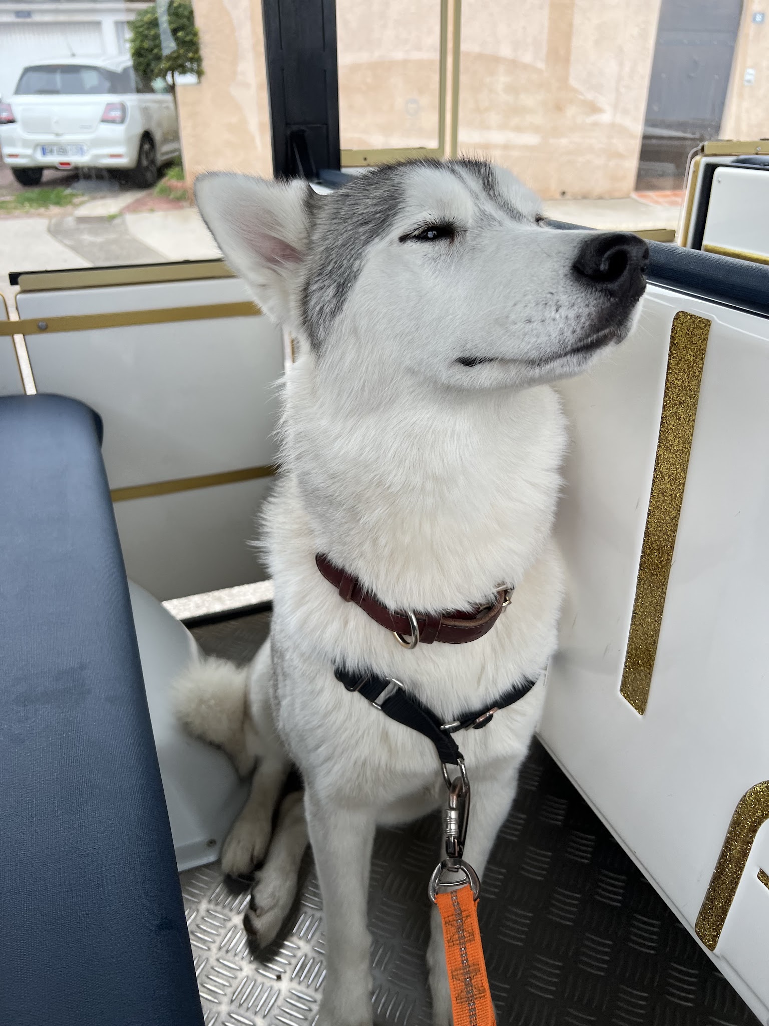 BS DOG Happiness — photo