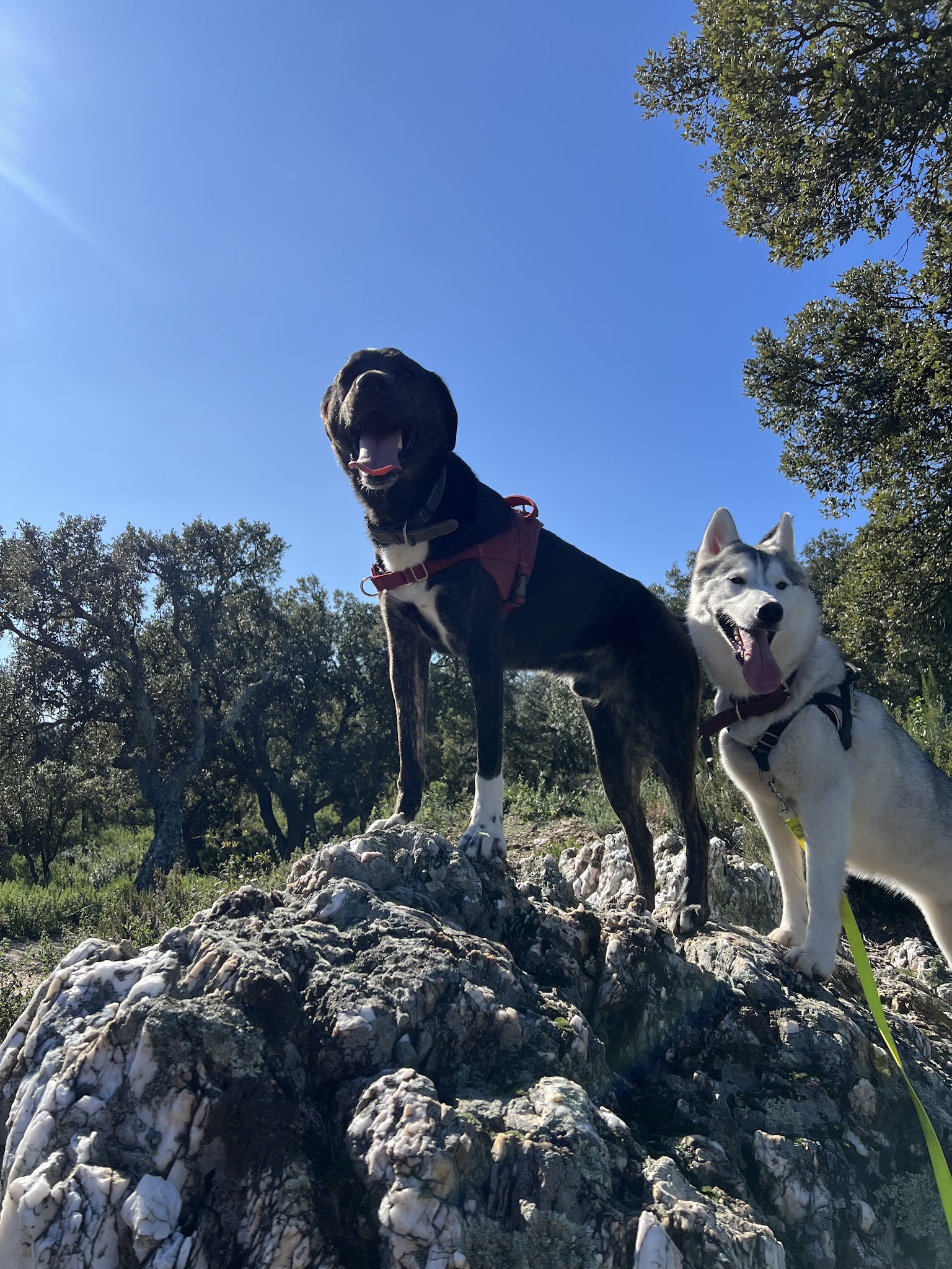BS DOG Happiness — photo