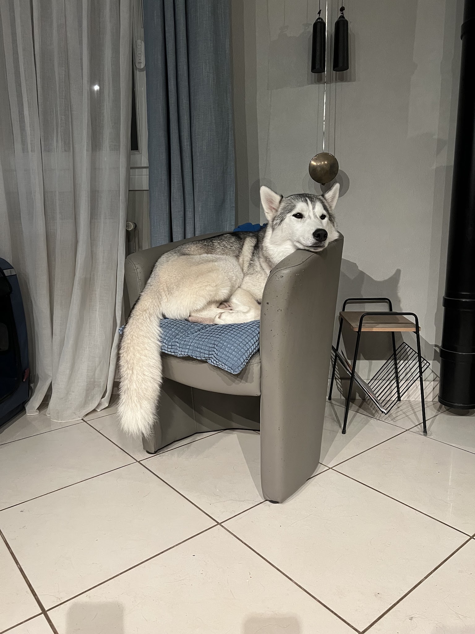 BS DOG Happiness — photo