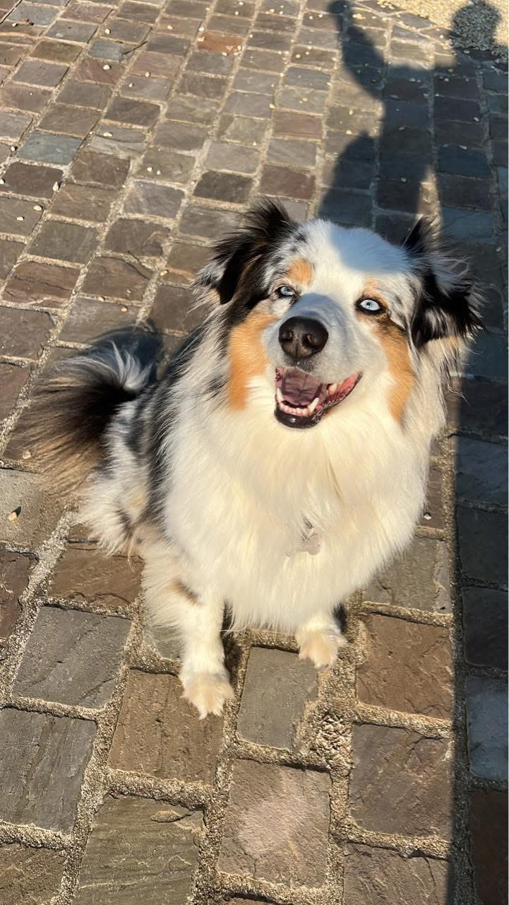 BS DOG Happiness — photo