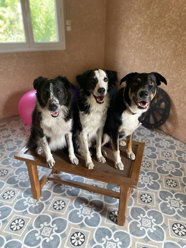 Aime ton chien (éducation et pension)