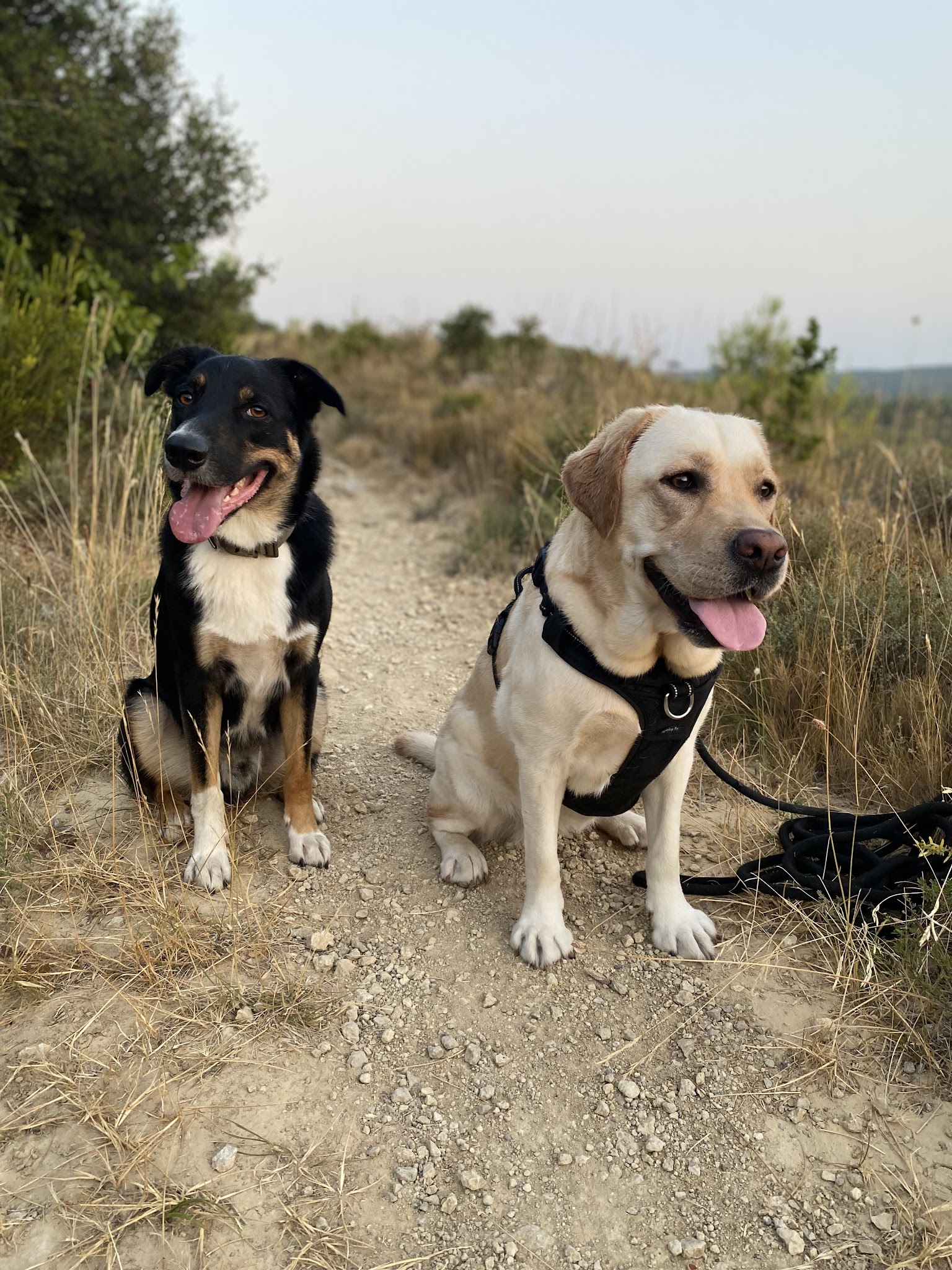 Aime ton chien (éducation et pension) — photo