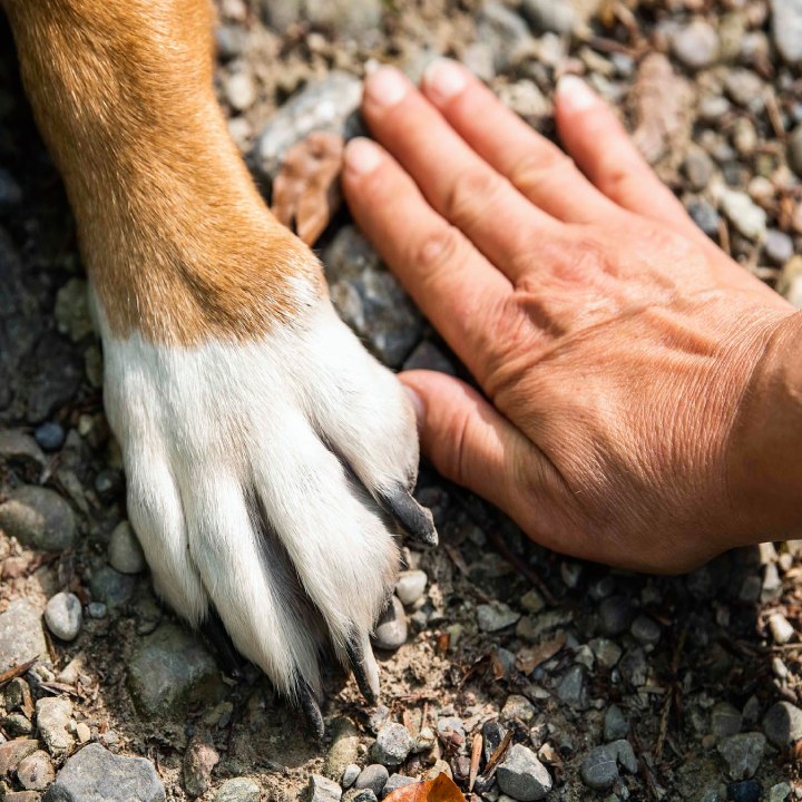 Aime ton chien (éducation et pension) — photo