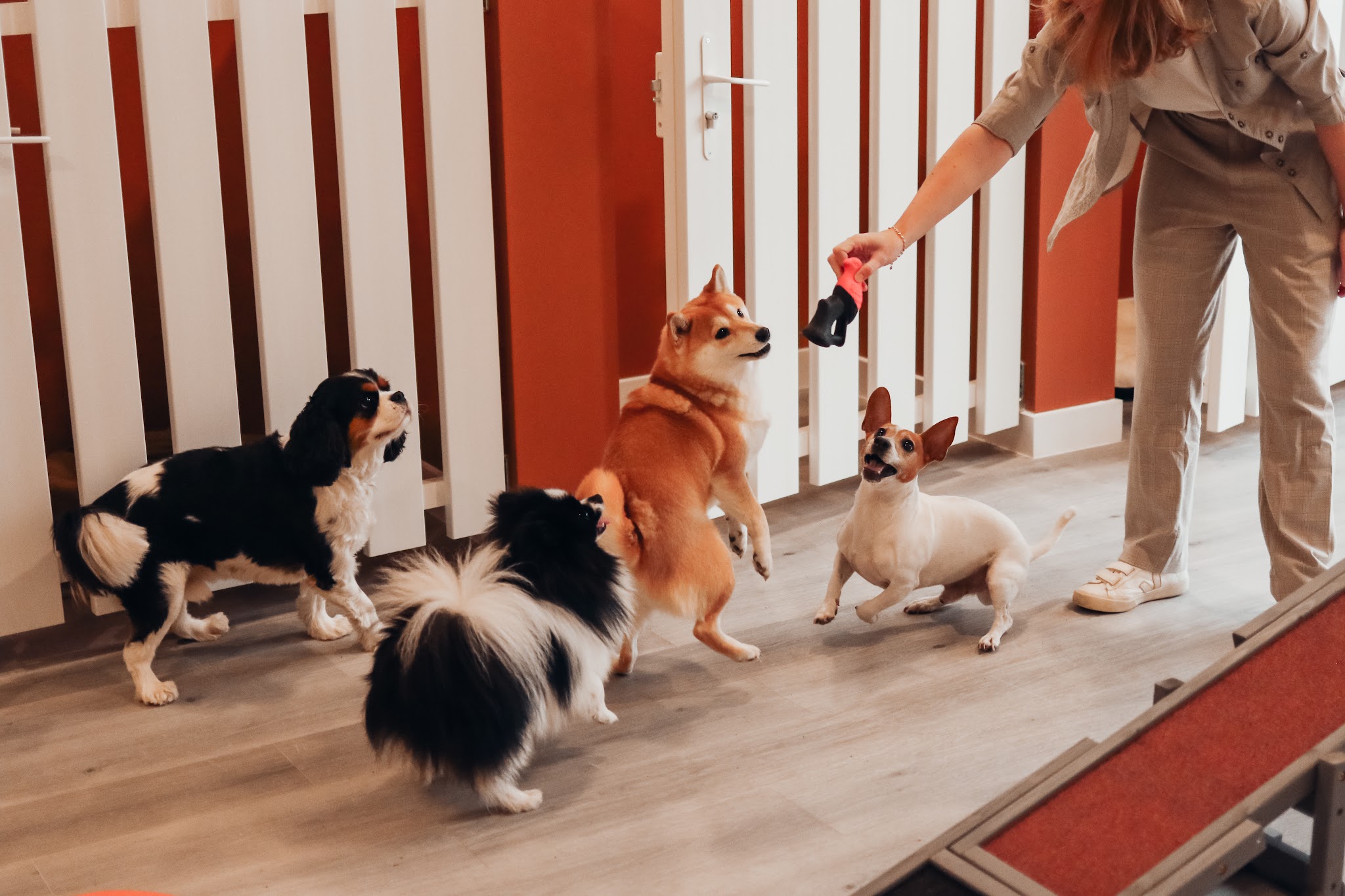 DOG DAYCARE — photo