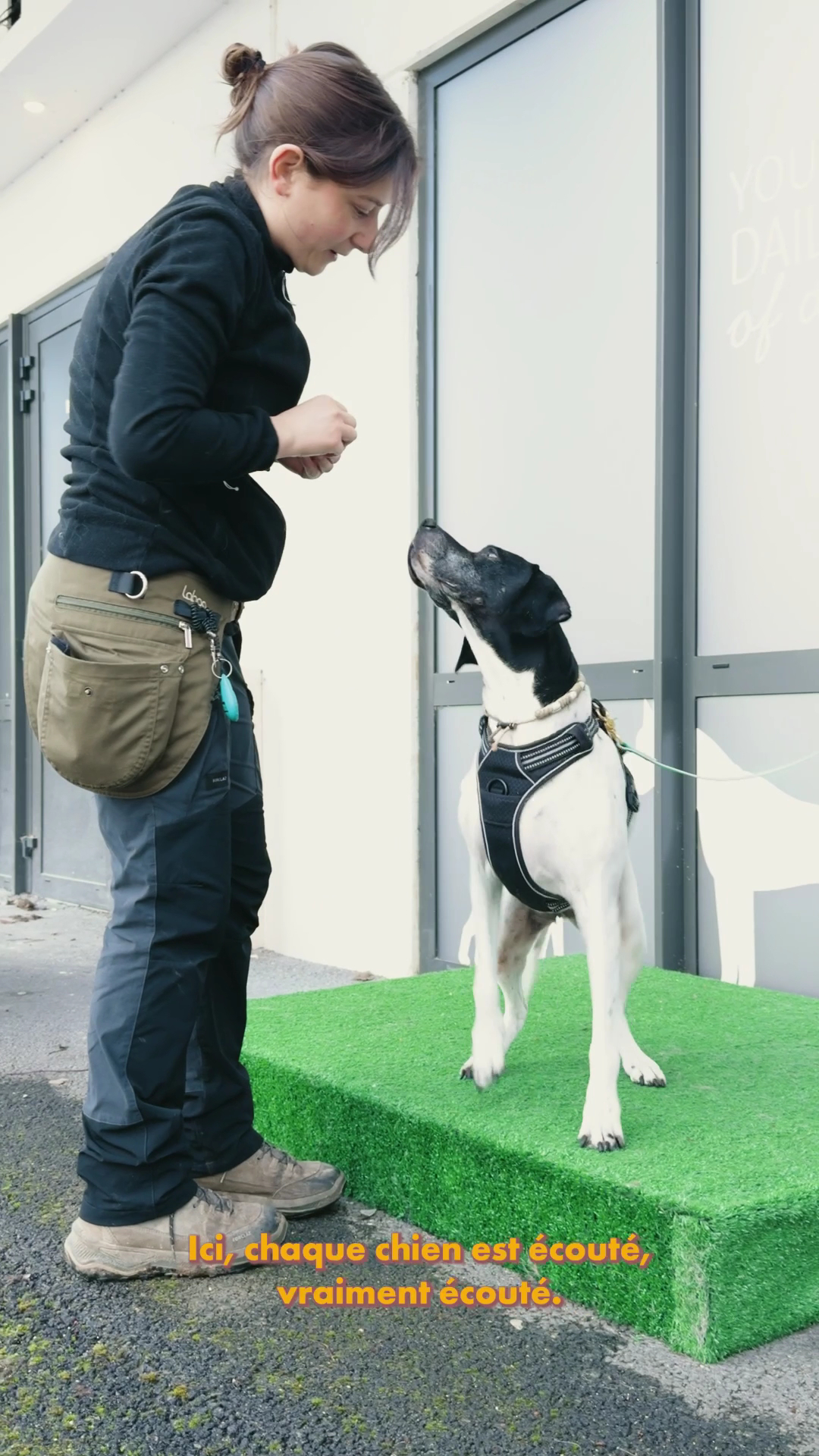 DOG DAYCARE — photo