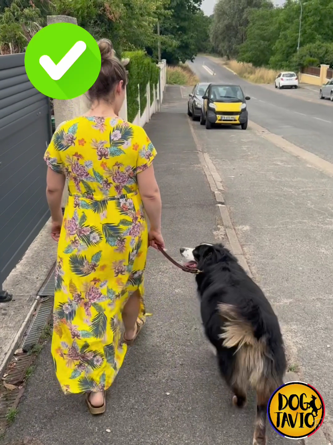 Dogtavio - Éducation Canine - Garderie et Promenades de Chiens — photo